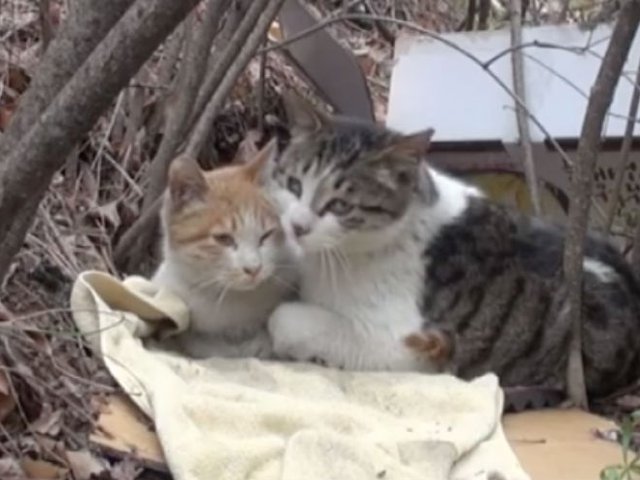 Bikin Nangis, Pengorbanan Seekor Kucing Jaga Teman yang Cacat 