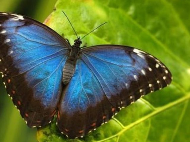 Gambar kupu kupu cantik
