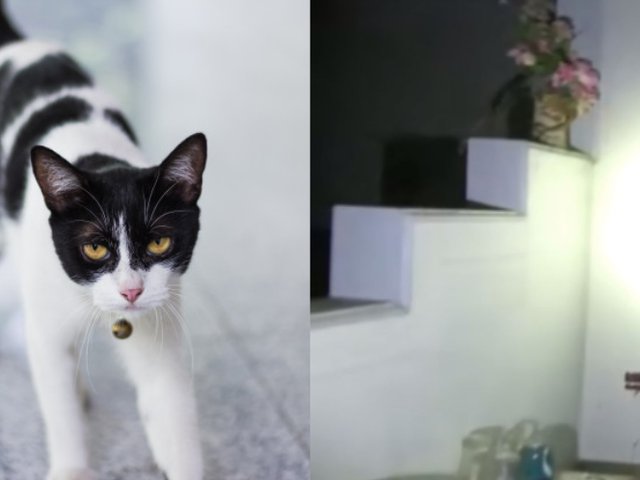 Suara kucing memanggil