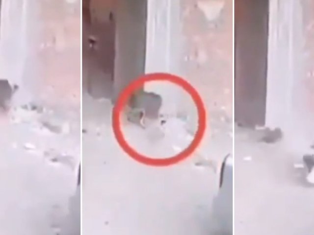 Video tikus untuk kucing