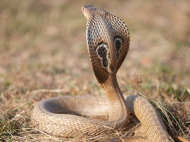 Mimpi dipatok ular kobra