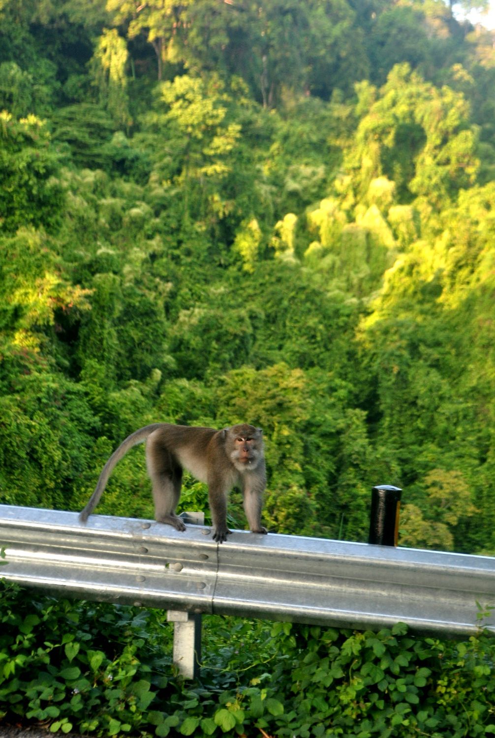 Hutan Pusuk, Surga Tersembunyi dari Lombok