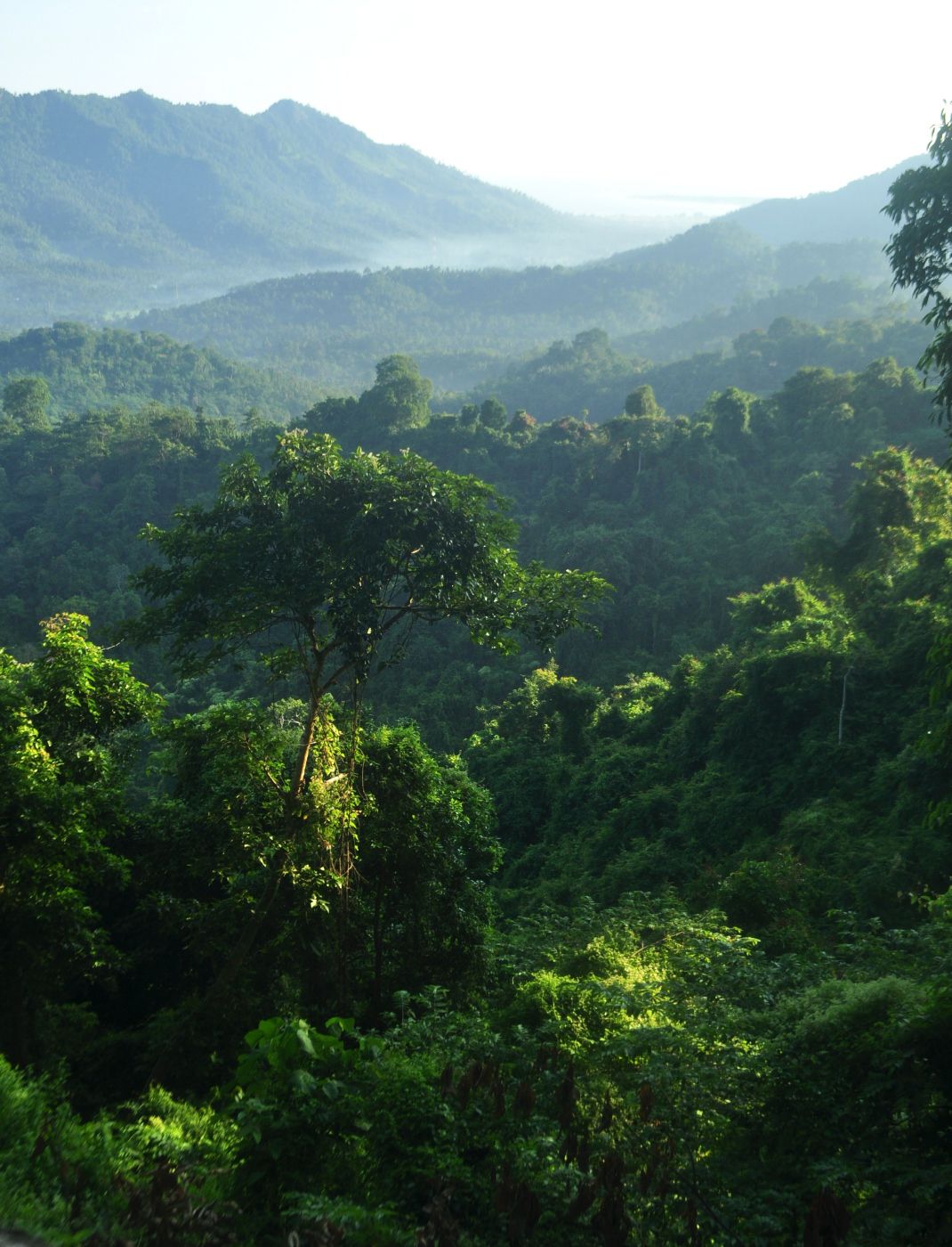 Hutan Pusuk, Surga Tersembunyi dari Lombok