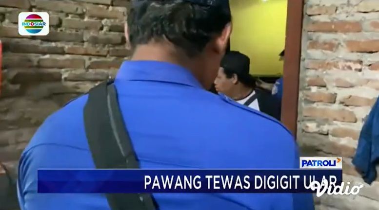 Digigit King Kobra Peliharaan, Pawang Ular di Trenggalek Tewas Saat Ganti Air Minum!