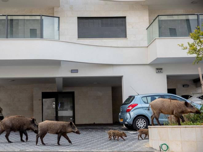 Kota di Israel Dikuasai Babi Hutan karena Corona