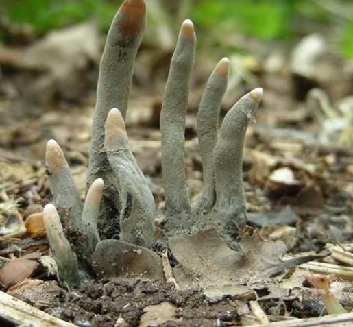  Meski menyeramkan, jamur Dead Man's Finger tidak berbahaya bagi manusia.