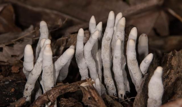  Tanaman jamur dengan nama yang seram, Dead Man's Fingers.