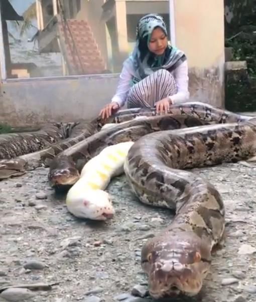  Tiga dari enam ular python raksasa peliharaan Chalwa Ismah Kamal.