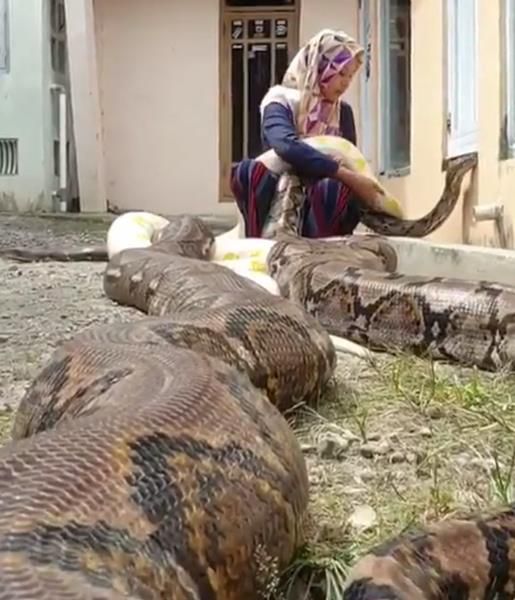  Chalwa Ismah Kamal sedang bermain dengan ular python raksasa.