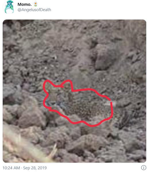 Corak bulu macan tutul menyatu dengan warna tanah di sekitarnya.