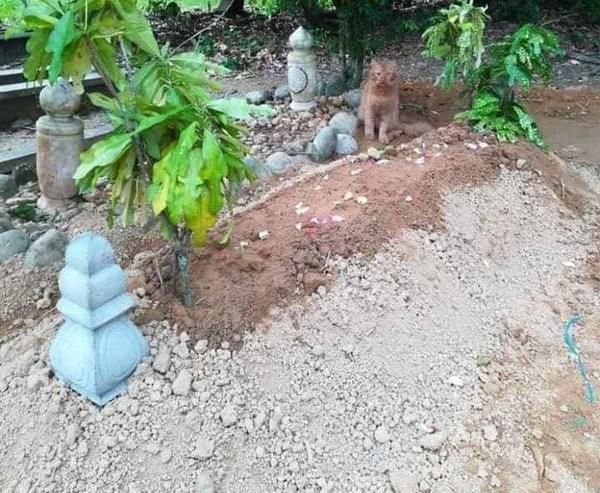 Sejak hari pertama kucing oranye ini setia kunjungi makam tuannya yang meninggal.