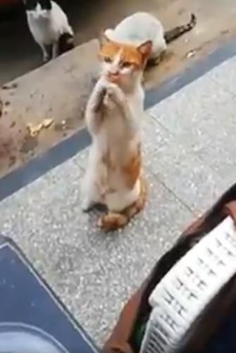 Kucing Minta Makan Ini Bikin Netizen Terharu