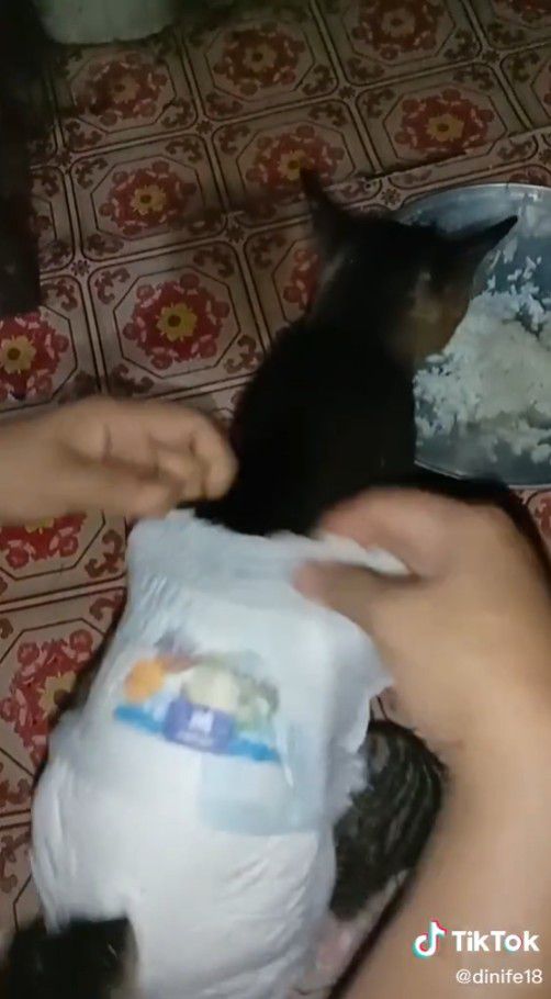 Video Kucing Pakai Pampers Karena Diare