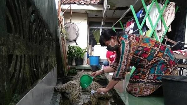 Keluarga di Bogor Pelihara Buaya Bak Kucing