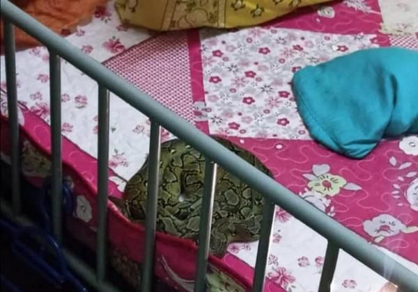 Seekor ular piton melingkar di pundak seorang anak sedang tidur.