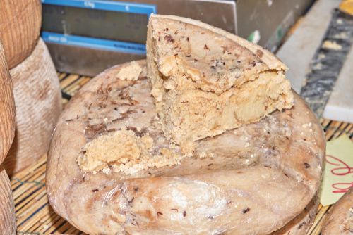 Casu Marzu Keju Penuh Belatung Paling Berbahaya