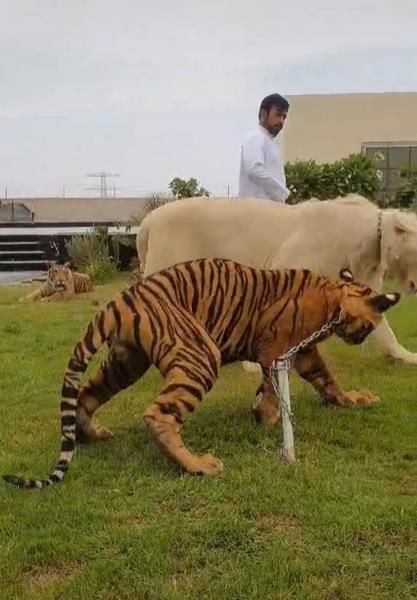 Pangku Singa Layaknya Bermain dengan Kucing