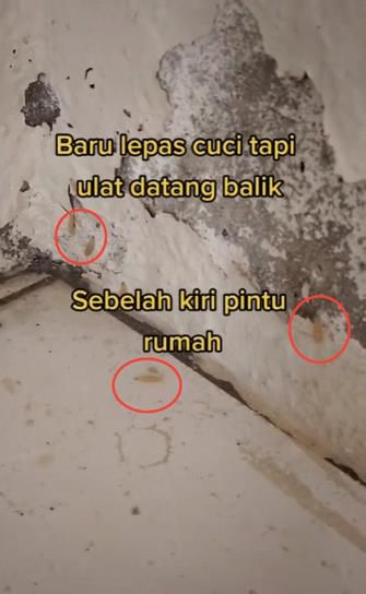 Merinding Muncul Ulat Tanpa Sebab di Rumah