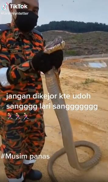 Niat Baik Mau Dilepasliarkan Malah Dikejar King Kobra