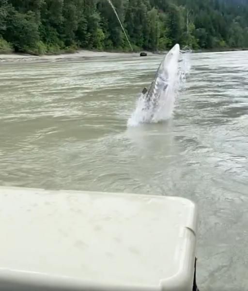 Mancing di Sungai Kail Disambar Ikan Raksasa 