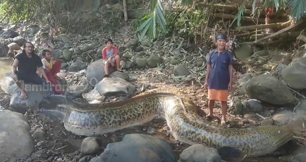 Heboh Penemuan Ikan Sidat Raksasa Seberat 1 Ton