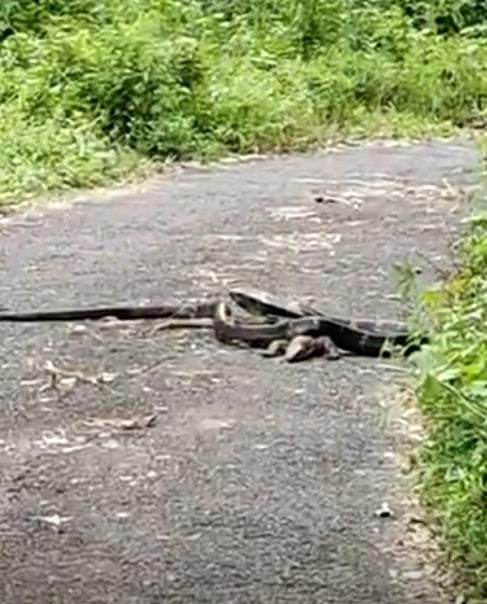 Video Duel Maut King Cobra 4,5 Meter Vs Biawak 