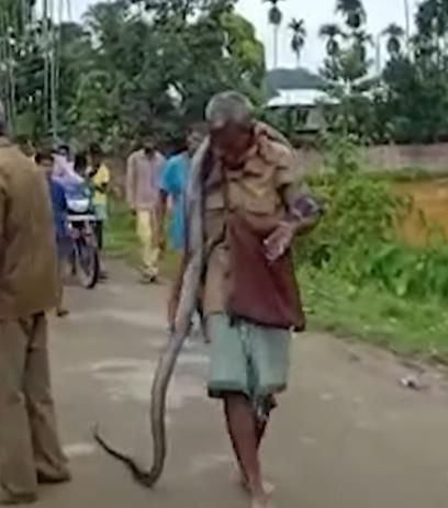 Sok sokan Pamer Keahlian Tangkap King Cobra