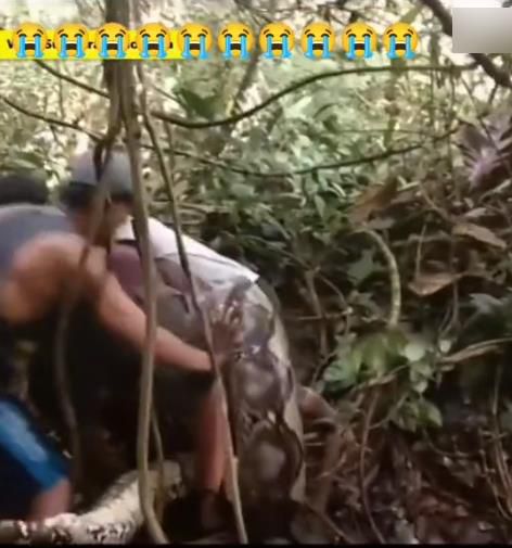 5 Pria Tangkap Ular Piton Segede Batang Pohon 