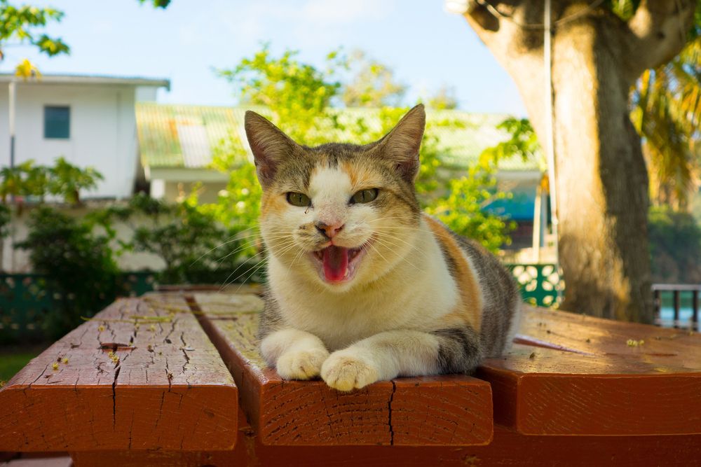 Maullidos para atraer gatos