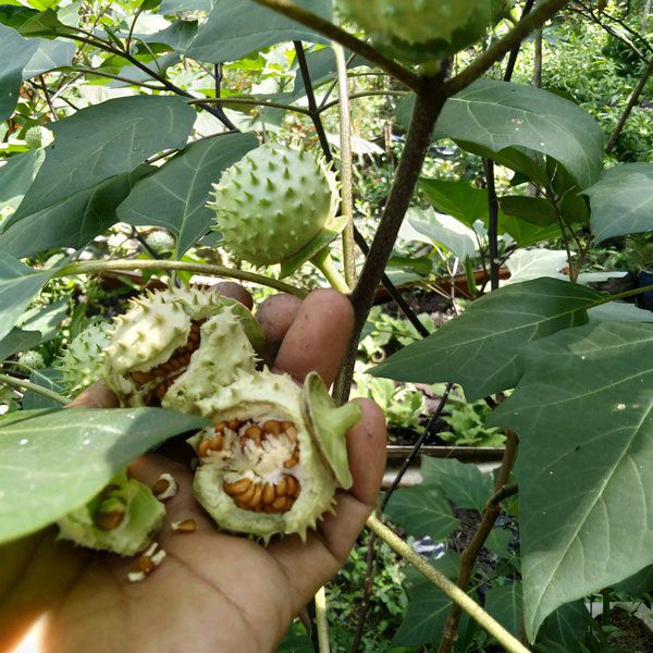 7 Manfaat Buah Kecubung untuk Kesehatan, Serta Efek Buruk