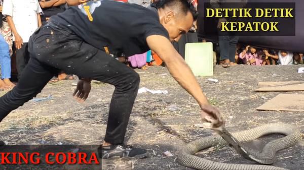 Video Detik Detik Pawang Ular Dipatuk King Kobra Saat Atraksi Di Acara Dangdutan Id