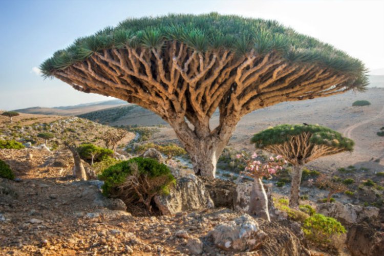 Dijuluki Tempat Bersembunyi Dajjal Begini Wujud Pulau Socotra Travel Dream Co Id