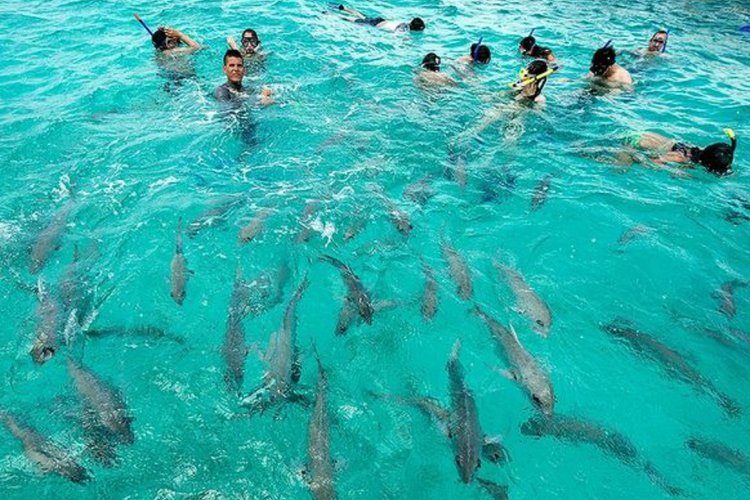 Belihe Tawarkan Wisata Pantai Yang Suguhkan Atraksi Hiu