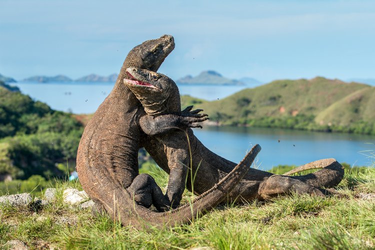 Pulau Komodo Ditutup Ini Alasannya Traveldreamcoid