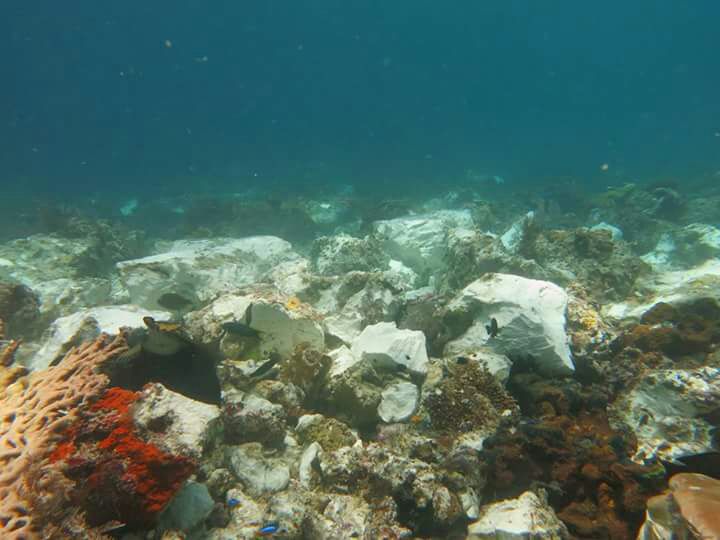 karang raja ampat