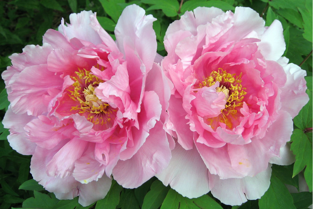 Bunga Peony