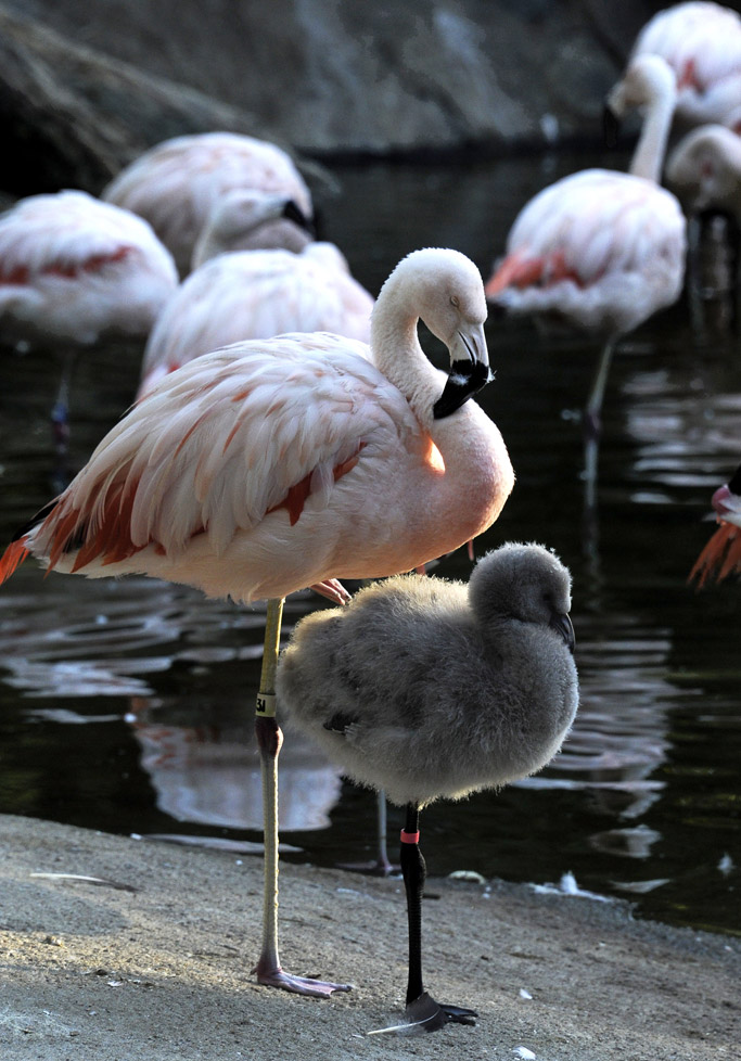 foto flamingo