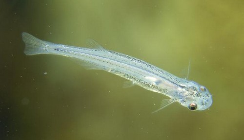 Ikan Paling Berbahaya