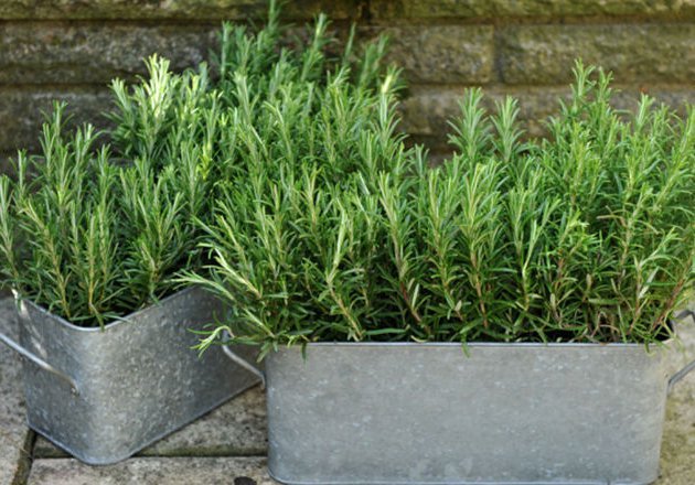 Rosemary