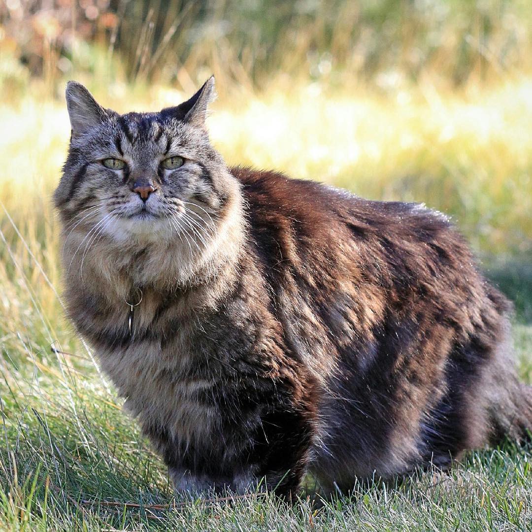 Lima Kucing Tertua yang Pernah Hidup di Dunia