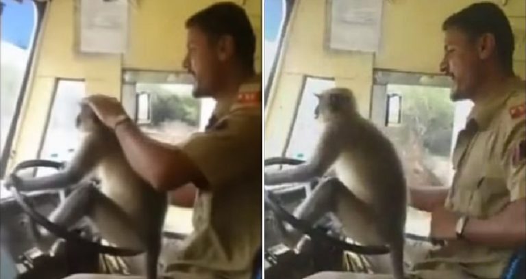 Sopir bus mengizinkan monyet 