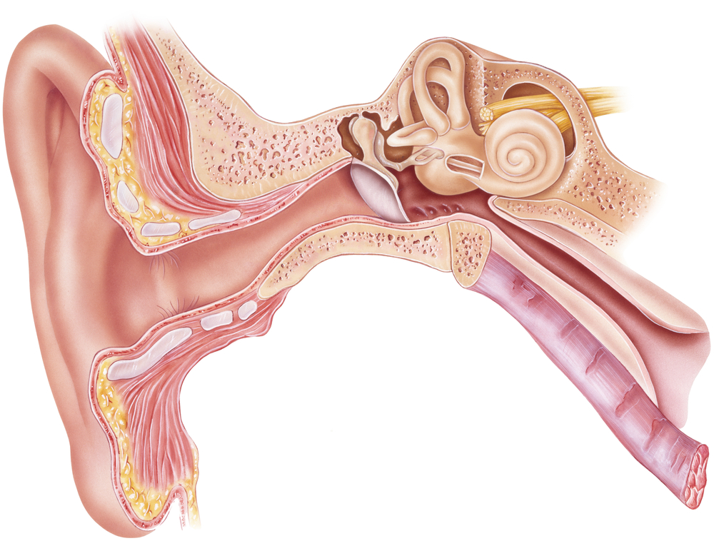 Anatomi Telinga