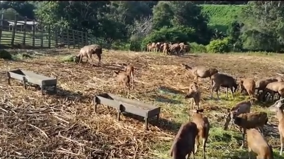 Penangkaran Rusa Penajam