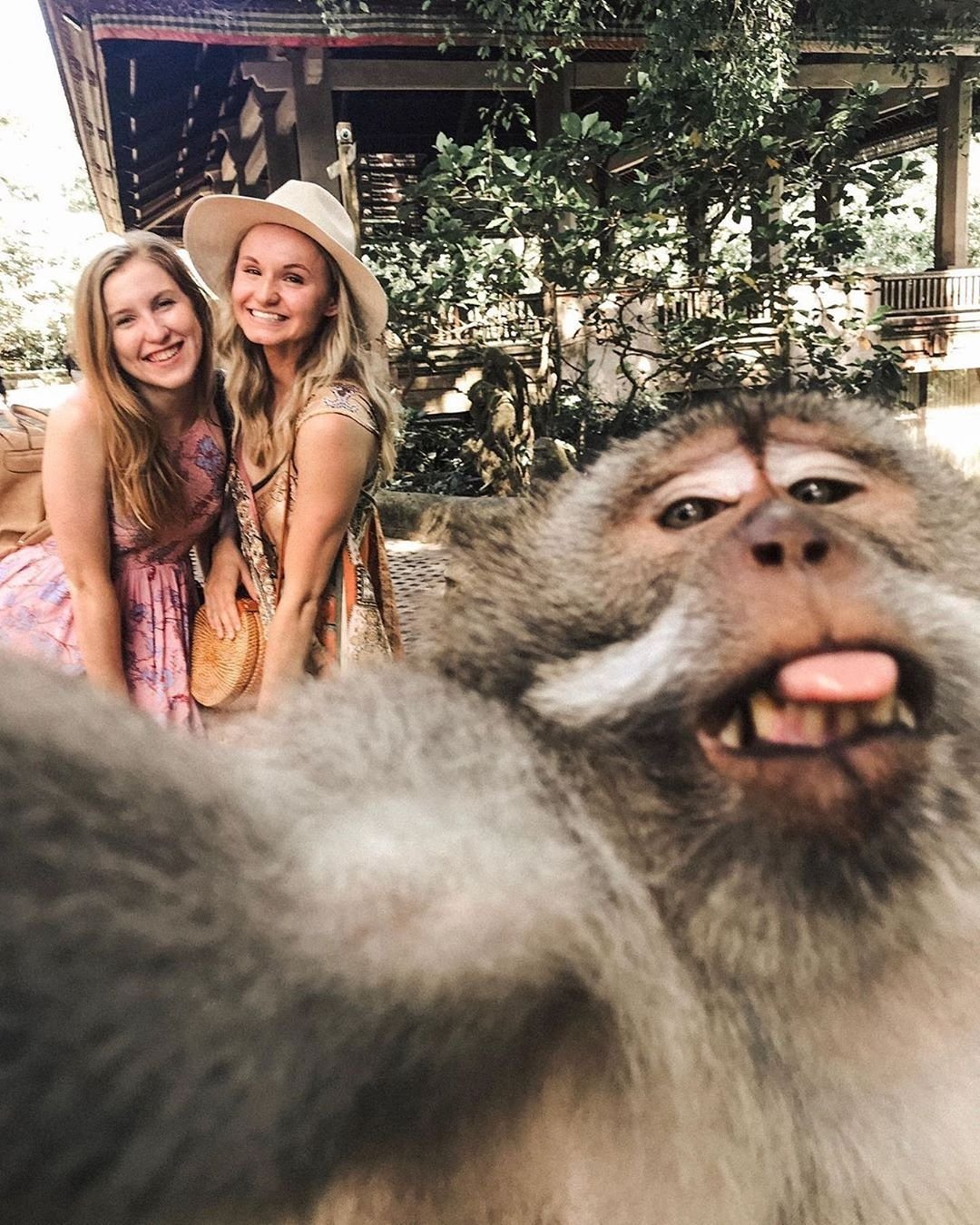 Trik Selfie Monyet di Bali