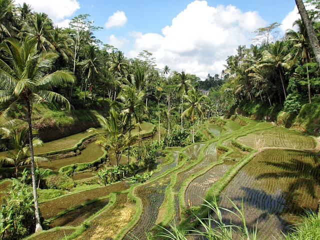 Sawah Ubud