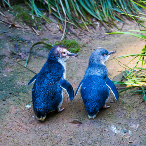 Kamu bisa melihat parade pinguin di Phillip Island.