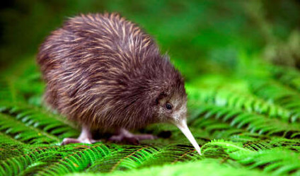 Hewan Langka New Zealand