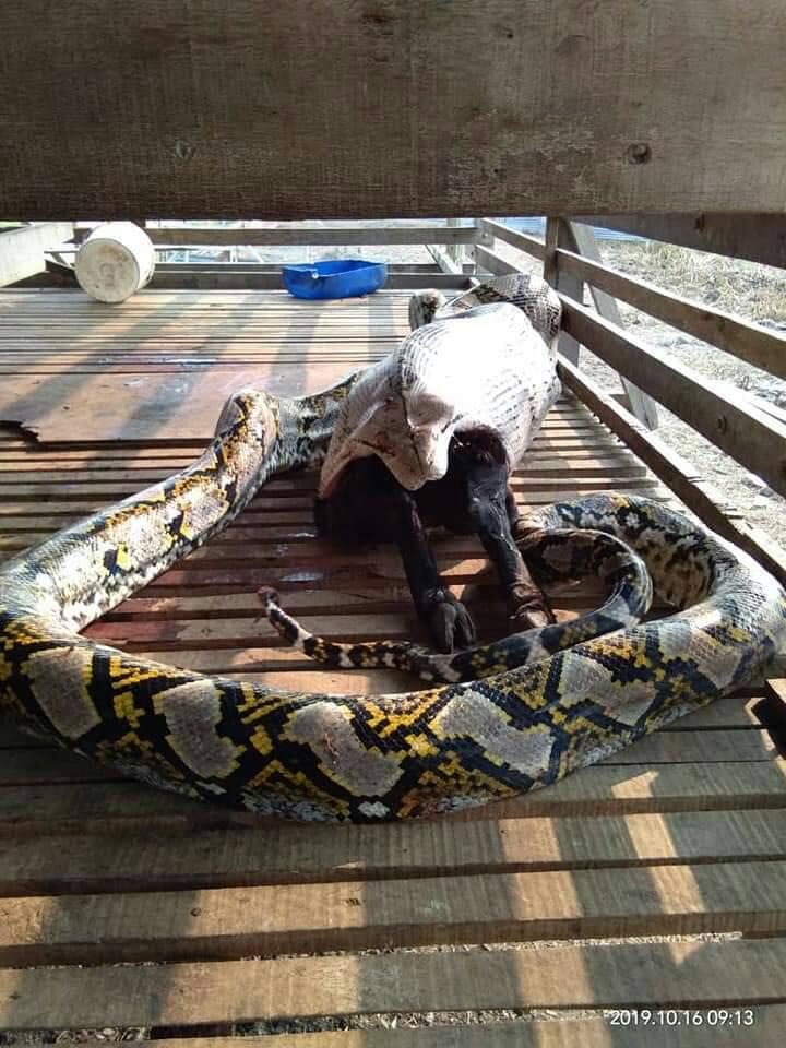 Butuh 25 menit untuk menangkap ular python raksasa ini.