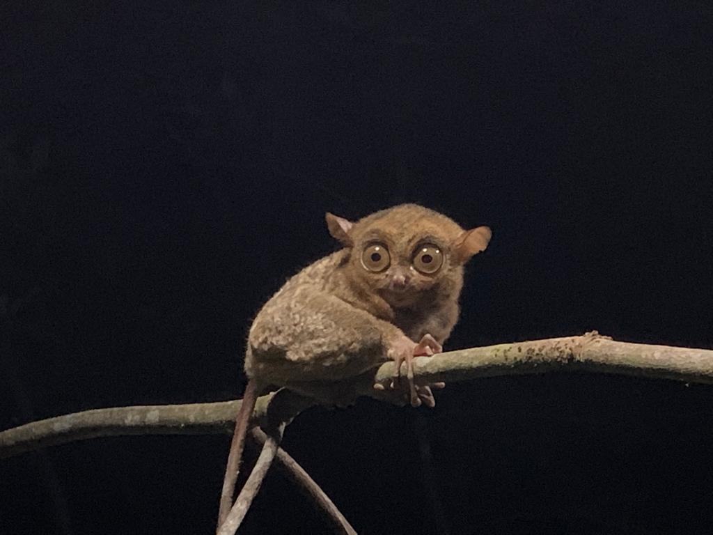 Tarsius