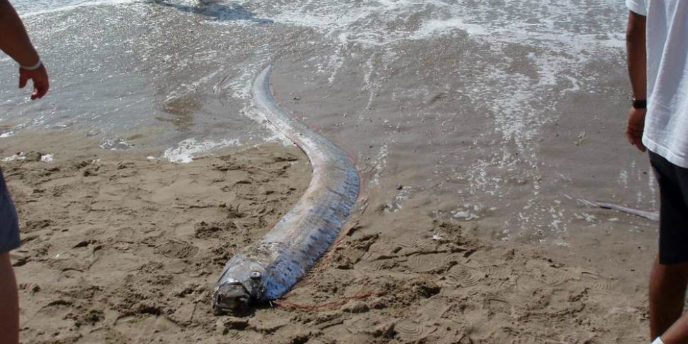 Oarfish (Foto: Independent.co.uk)
